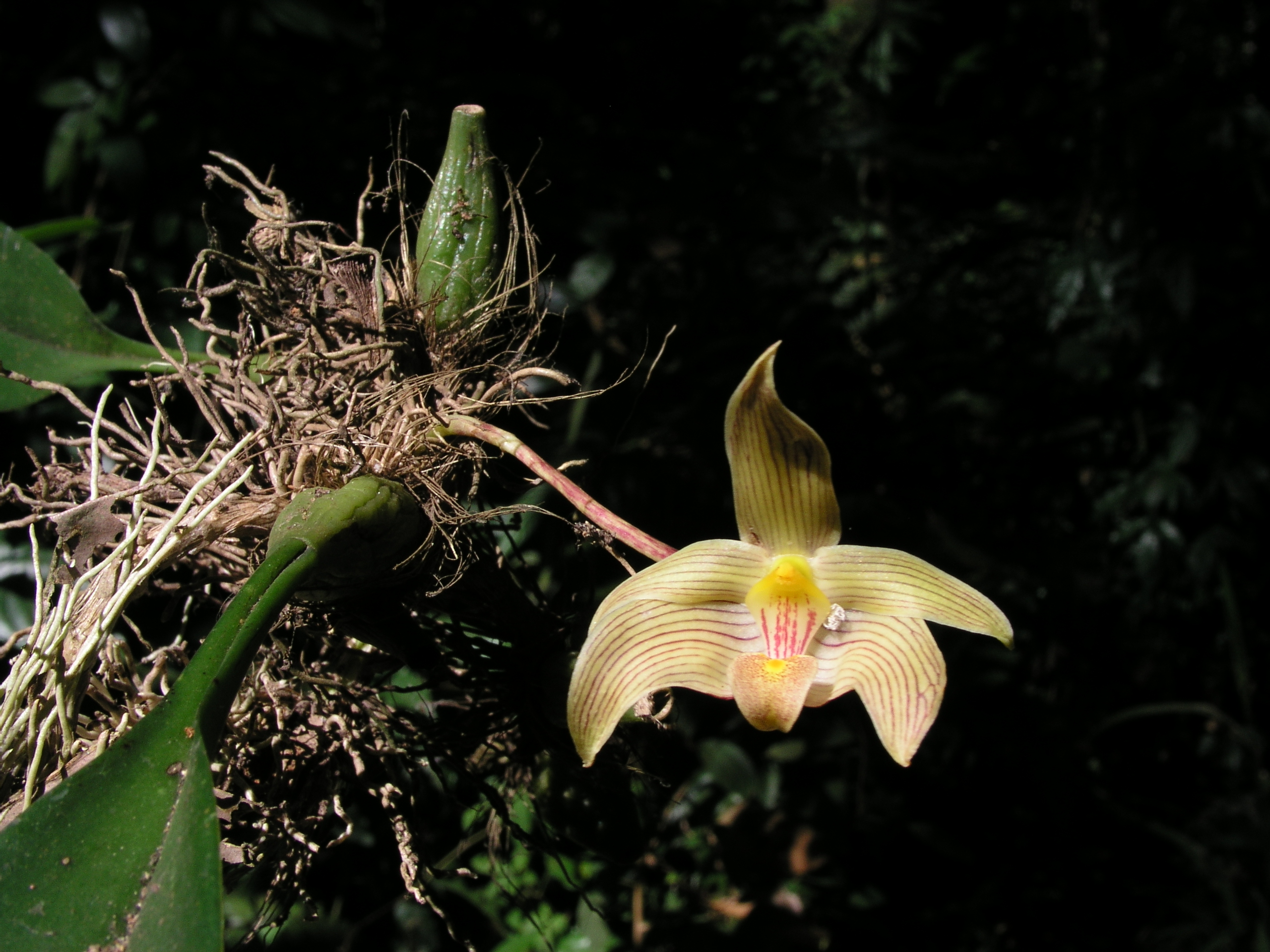 สิงโตสยาม Bulbophyllum siamense Rchb.f.<br/>ORCHIDACEAE